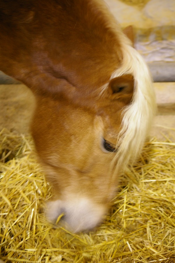 Salon de l agriculture et de la nature de l essonne: salon de l agriculture 059
